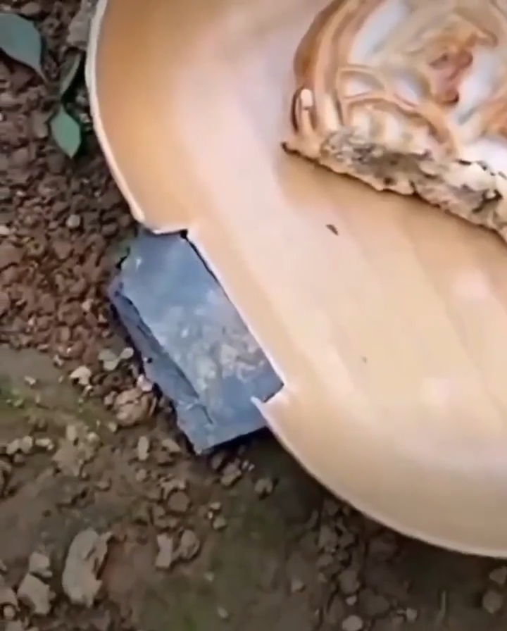 Dejando A Una Hormiga En Ridiculo Con Sus Amigas