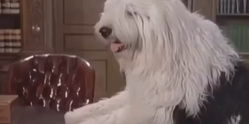 El Mejor Escape Perruno De La Historia Del Cine