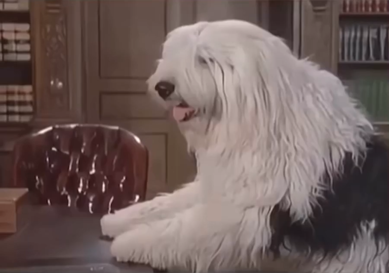 El Mejor Escape Perruno De La Historia Del Cine