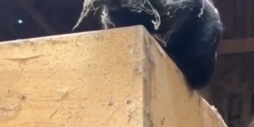 El Premio Al Disfraz De Jaloguin Es Para El Michis