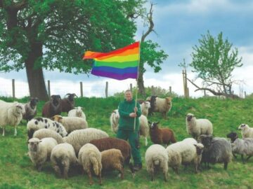 Hacen Ropa Con Lana De Ovejas Gays