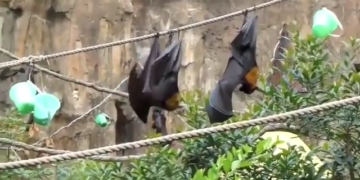 Por Si Alguna Vez Te Habias Preguntado Como Hacen Los Murcielagos Para No Mearse En La Cara