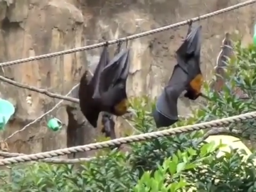 Por Si Alguna Vez Te Habias Preguntado Como Hacen Los Murcielagos Para No Mearse En La Cara