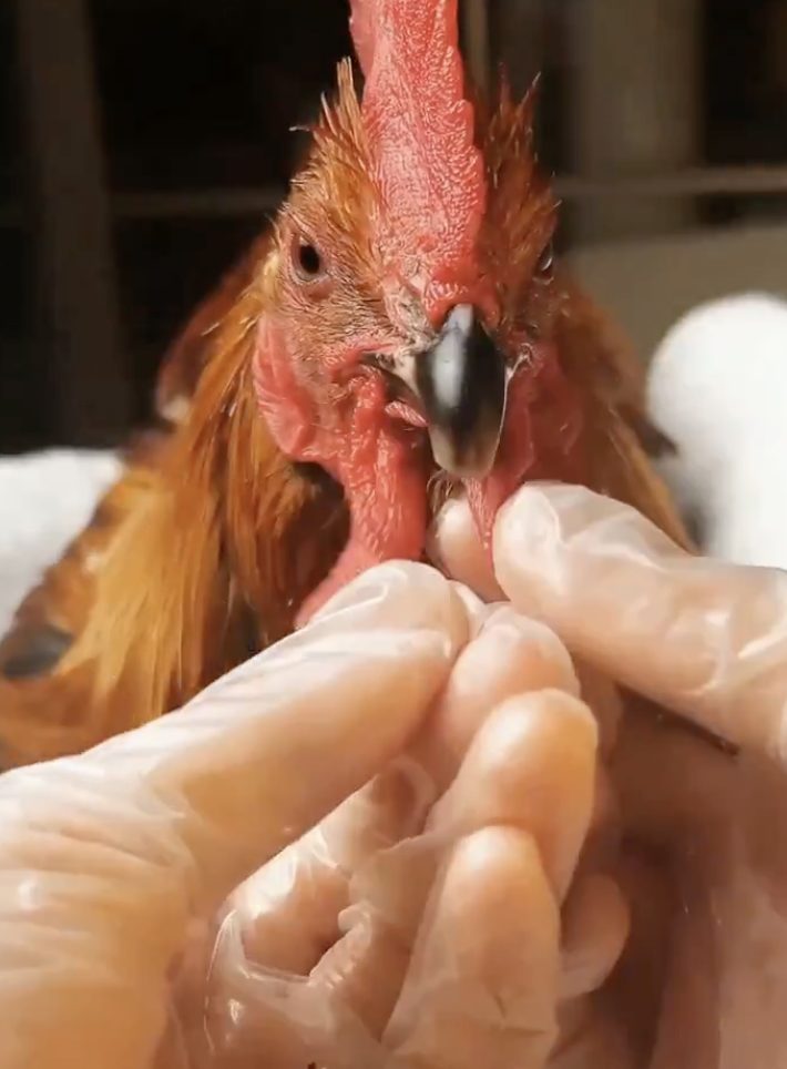 Se Prepara Para La Entrevista De Trabajo En El Kfc