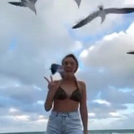 Las Gaviotas Son Aves Mucho Mas Listas De Lo Que Crees