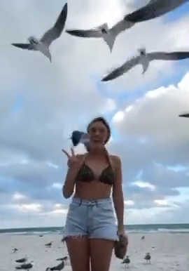 Las Gaviotas Son Aves Mucho Mas Listas De Lo Que Crees