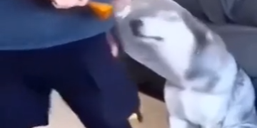 El Mejor Amigo Del Hombre