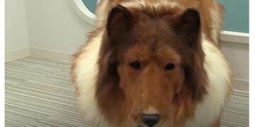 El Hombre Que Gasto Mas De 12000 Euros Para Convertirse En Perro Quiere Abrir Un Zoo Para Personas Como El