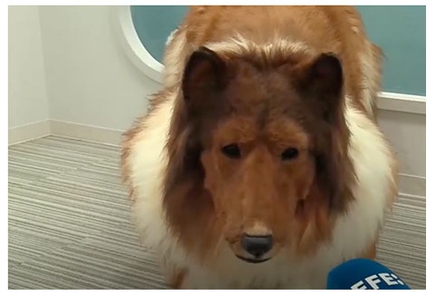 El Hombre Que Gasto Mas De 12000 Euros Para Convertirse En Perro Quiere Abrir Un Zoo Para Personas Como El