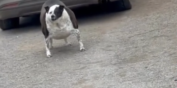 El perro que dibujaba cuando era niño... 26 El Perro Que Dibujaba Cuando Era Nino