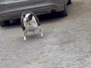 El Perro Que Dibujaba Cuando Era Nino