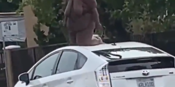 Gringolandia Es Un Psiquiatrico A Puertas Abiertas