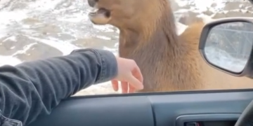 Me Recordo A Tu Hermana