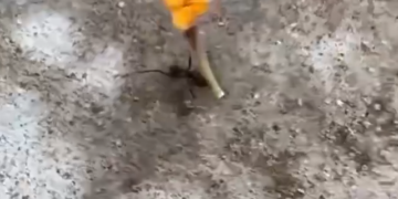 Este Men Metio La Pata En Grande