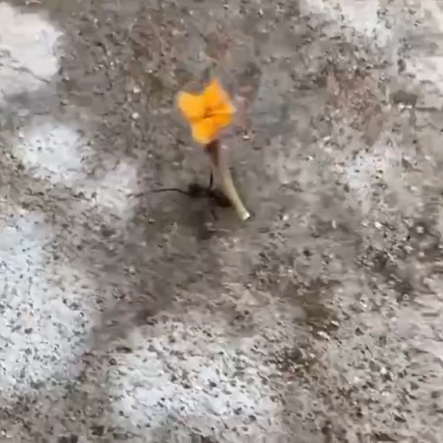 Este Men Metio La Pata En Grande