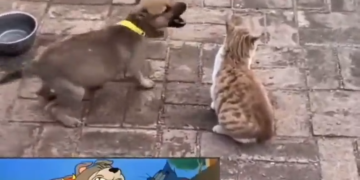 La Vida Imita Las Caricaturas