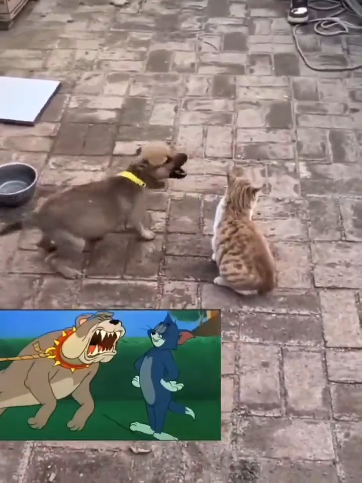 La Vida Imita Las Caricaturas