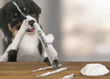 Unos Perros Drogados Con Cocaina Devoran A Una Mujer De 73 Anos