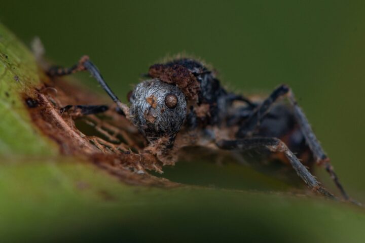Hormigas zombis encontradas en Australia... 4 Polyrhachis senilis Cordyceps Berry Springs 07 scaled1