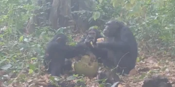 Descubren A Un Grupo De Chimpances De Guinea Bisau Bebiendo Y Obteniendo Alcohol De Fruta Fermentada