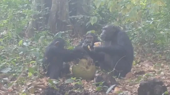 Descubren a un grupo de chimpancés de Guinea-Bisau bebiendo y obteniendo alcohol de fruta fermentada!! 3 Descubren A Un Grupo De Chimpances De Guinea Bisau Bebiendo Y Obteniendo Alcohol De Fruta Fermentada