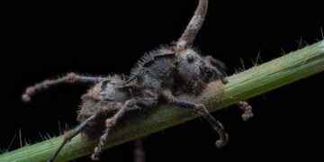 Hormigas Zombis Encontradas En Australia