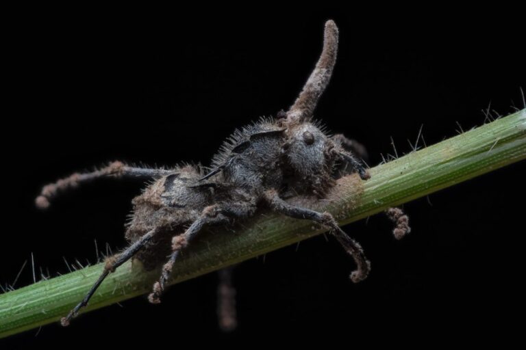 Hormigas zombis encontradas en Australia... 1 Hormigas Zombis Encontradas En Australia