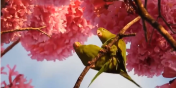 Incluso Los Pajaros Tienen Una Vida Amorosa Mejor Que Tu