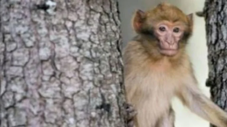 Un Changuito Mata De Una Pedrada A Un Turista Marroqui