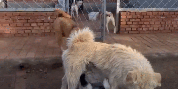 ¿Qué habrá hecho para que le tengan tanto miedo y respeto? 25 ¿que Habra Hecho Para Que Le Tengan Tanto Miedo Y Respeto