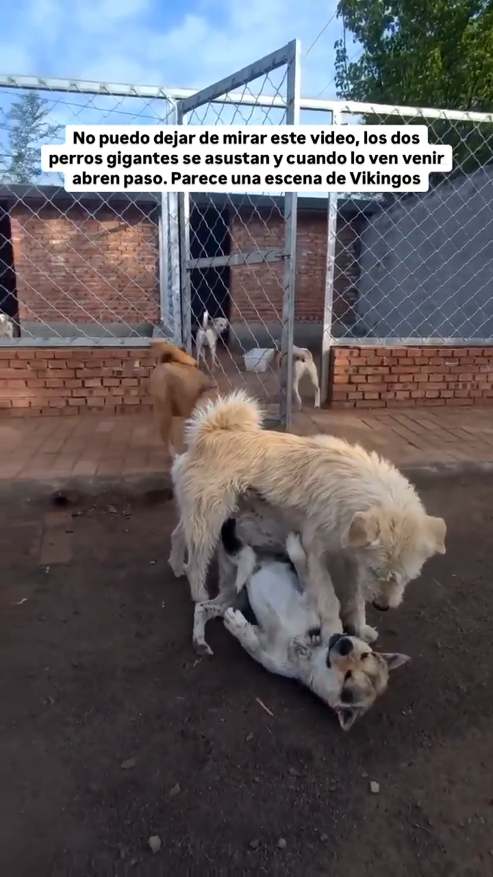 ¿que Habra Hecho Para Que Le Tengan Tanto Miedo Y Respeto