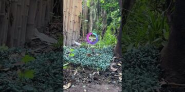 Si Los Duendes No Existen ¿como Explicas Este Video