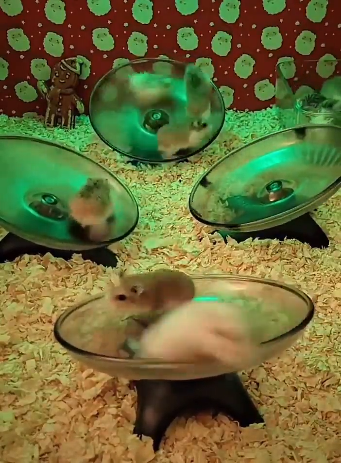 Bienvenidos A La Fiesta Hamster