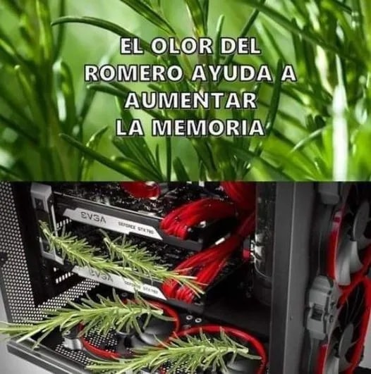 El olor del romero ayuda a aumentar la memoria. 3 El Olor Del Romero Ayuda A Aumentar La Memoria