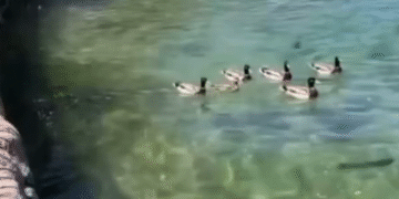 Esta Senora No Quiere Que Todos Los Patos Machos Se Turnen Para Aparearse Con Una Pata Hembra