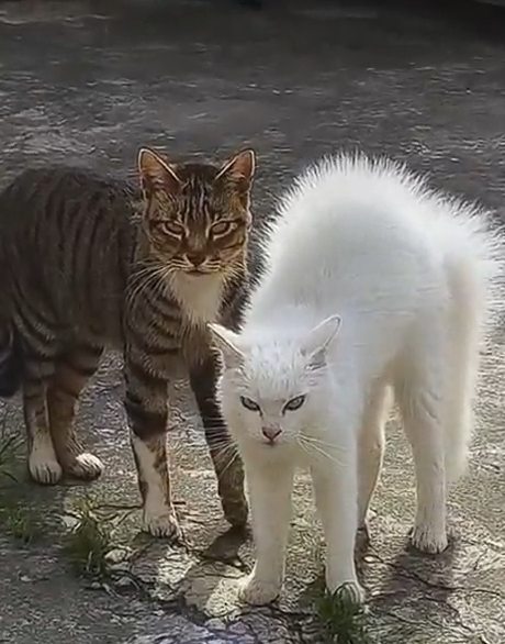 Wrong Neighborhood Madafuquer