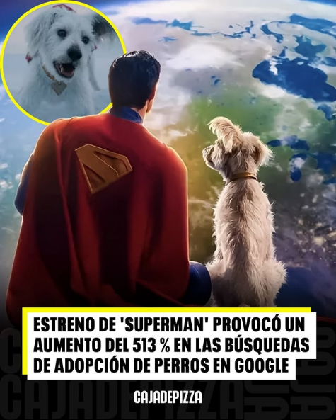 ¡Krypto lo logró! El nuevo Superman de James Gunn disparó las adopciones de perros... 🐶✨ 5 ¡krypto Lo Logro El Nuevo Superman De James Gunn Disparo Las Adopciones De Perros 🐶✨