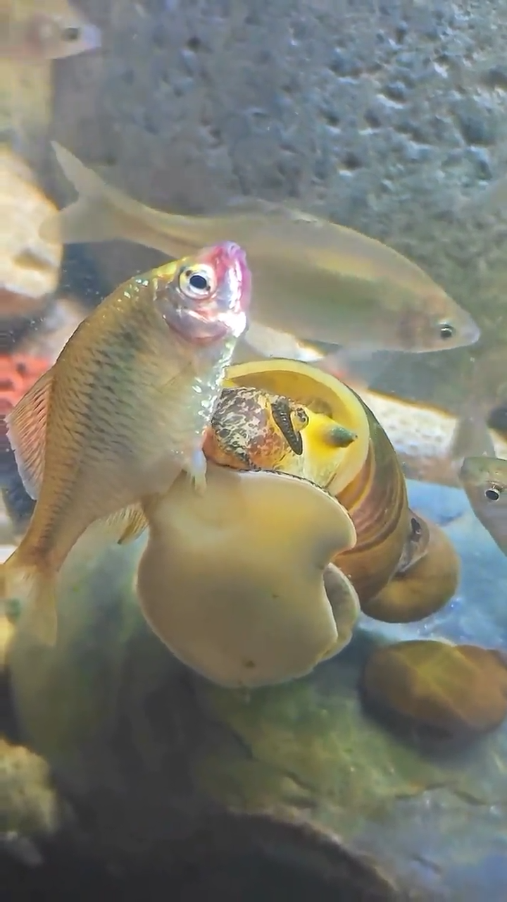 Mientras Tanto En Algun Acuario Del Mundo