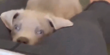 Que Perrito Tan Inteligente