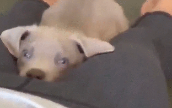 Que perrito tan inteligente...
