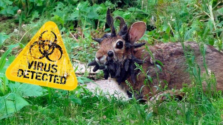 Virus Provoca Conejos Frankenstein Con Tentaculos En Colorado