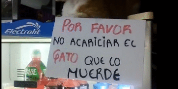 El Gato No Sabe Leer O Que