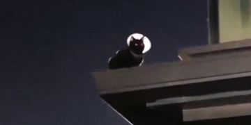 El Gato Que La Ciudad Necesita