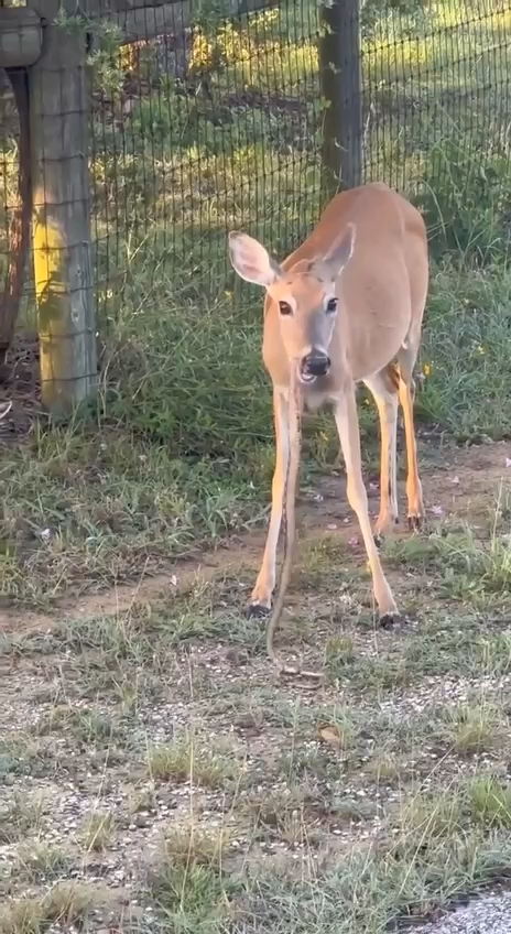 El Hambre Es Cabrona Pinche Bambi