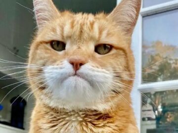 Galeria De Gatos Enojados