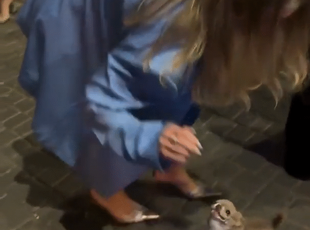 Hay pero que lindo perrito!!!