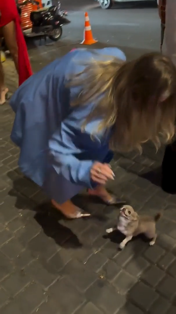 Hay pero que lindo perrito!!! 1 hay pero que lindo perrito