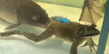 La Naturaleza Es Hermosa