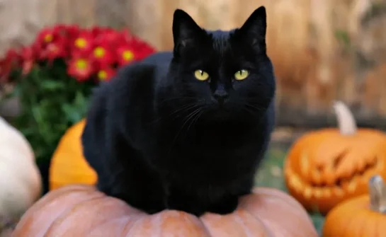 Prohíben adoptar gatos negros antes de Halloween para evitar rituales y cosas raras.. 1 chernyy kot koshka tykvy.jpg