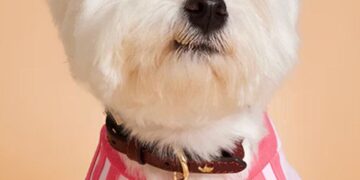 Adidas ha lanzado una nueva colección de otoño para mascotas. 12 tumblr 0a384bbbccdb9c8f331b422d0f65b85e 0e11f8a1 1280